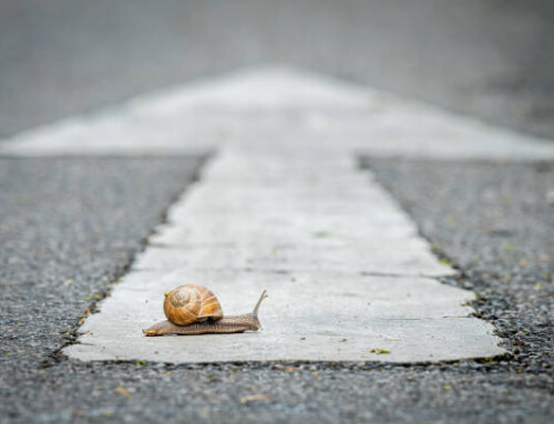 Slak welk een weg oversteekt met een witte pijl